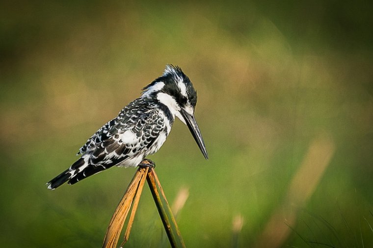 021 Botswana, Chobe NP, bonte ijsvogel.jpg